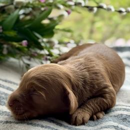 Willow - Caramel female Australian Labradoodle puppy in Fremont, New Hampshire from Birchwood Labradoodles