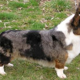 Cardigan Welsh Corgis from Baledwr Kennels
