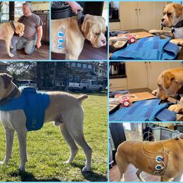 Boxer Puppies from Vincent's Pride Boxers ~ Dudley's Dream Boxers