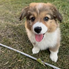 Sammie - Red female Pembroke Welsh Corgi puppy in Patchogue, New York from South Shore Corgis