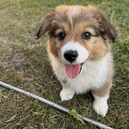 Sammie - Red female Pembroke Welsh Corgi puppy in Patchogue, New York from South Shore Corgis