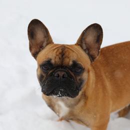 Buttons - French Bulldog
