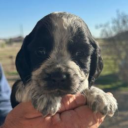 Purple - Black and white female English Springer Spaniel puppy in Godley, Texas from Legacy Springer Spaniels