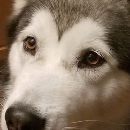 Alaskan Malamutes from Bearcat Alaskan Malamutes