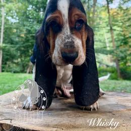 Whiskey - Black white and brown male Basset Hound puppy in Dingess, West Virginia from Tuckers' Howling Hounds
