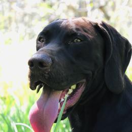 Sage - German Shorthaired Pointer