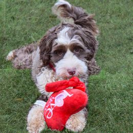 Maise - Australian Labradoodle