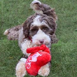Maise - Australian Labradoodle