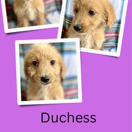 Duchess - Apricot female Goldendoodle puppy in Bluefield, Virginia from Love on a Leash