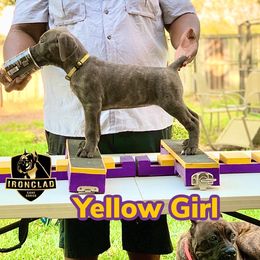 Girl 1 - Gray brindle Cane Corso puppy in College Station, Texas from Ironclad Cane Corso