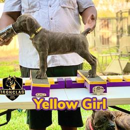 Girl 1 - Gray brindle Cane Corso puppy in College Station, Texas from Ironclad Cane Corso