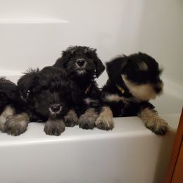 Miniature Schnauzer Puppies from Gerhauzer's Schnauzers