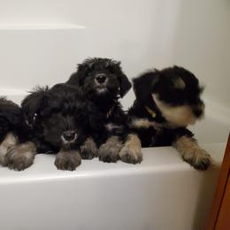 Miniature Schnauzer Puppies from Gerhauzer's Schnauzers