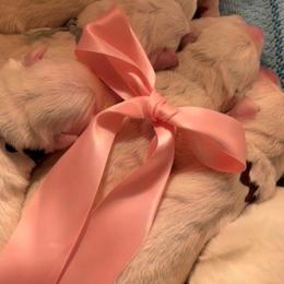 Girl 1 - female German Shepherd puppy in Valley Springs, South Dakota from Von Pasch German Shepherds