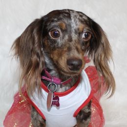 Diamond  - Dachshund