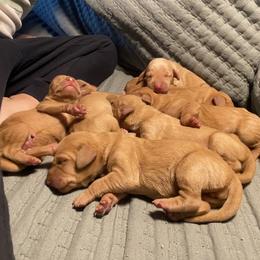 Boy 3 - Golden rust male Vizsla puppy in Riverview, Indiana from Kismet Vizslas