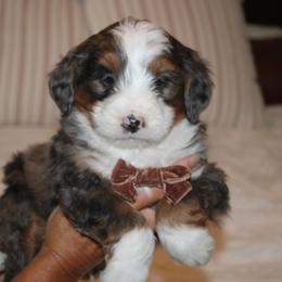 Chase AVAILABLE - Blue merle male Bernedoodle puppy in Apple Creek, Ohio from Kathryn Troyer
