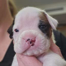 Willow (cleft lip) - White female Boxer puppy in East Moline, Illinois from WildRiver Boxers