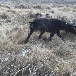 Chesapeake Bay Retrievers and German Shorthaired Pointers from North Wind Gundogs