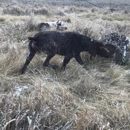Chesapeake Bay Retrievers and German Shorthaired Pointers from North Wind Gundogs
