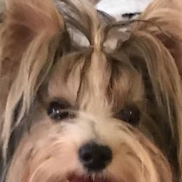 Biewer Terriers from Miabella Biewer