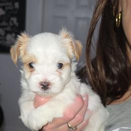 Bell - Yorkshire Terrier
