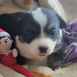 Purple bandana girl - Black and tan female Pembroke Welsh Corgi puppy in Cherokee, Oklahoma from MCS Farms-OK