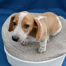 Kuzya - Piebald male Dachshund puppy in Meridian, Idaho from Lucy’s Dachshund Home