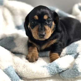 Dachshund Puppies from Dachshund world