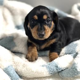 Dachshund Puppies from Dachshund world
