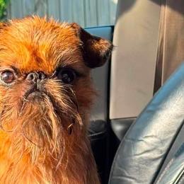Brussels Griffons and Cane Corso from Icon Cane Corso