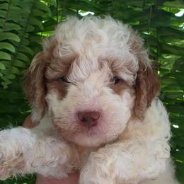 Acorn - Parti male Goldendoodle puppy in Orange Park, Florida from Evergrace Farm Doodles