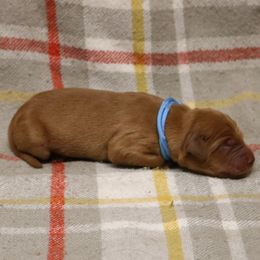 Levi - Dark golden male Golden Retriever puppy in New Weston, Ohio from Bertke AKC Golden Retrievers and Bernese Mountain Dogs