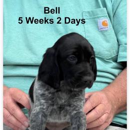 Bell - Black and white female German Shorthaired Pointer puppy in Columbus, Nebraska from Prancy Pawz