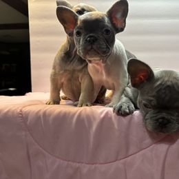 French Bulldog Puppies from Tuscaloosa Frenchies