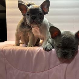 French Bulldog Puppies from Tuscaloosa Frenchies