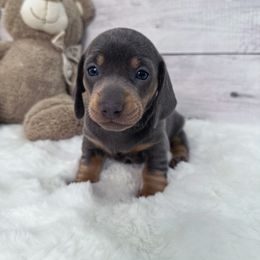Dachshund Puppies from Harrison Farm