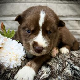 Finn - Red and white male Siberian Husky puppy in Union Grove, Alabama from Southern Siberian Life