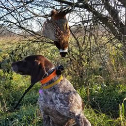 Ida - German Shorthaired Pointer