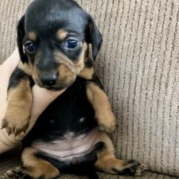 Jane - Black and tan female Dachshund puppy in Brave, Pennsylvania from Small Tales Farm