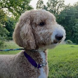 Charlie - Goldendoodle