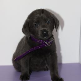 Bracelet - Black female Labrador Retriever puppy in Morrilton, Arkansas from Ancient Dogges Performance Dogs