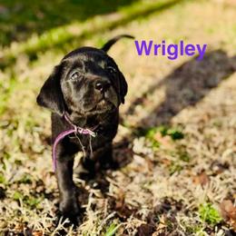 Wrigley, Purple collar, female - Black female Labrador Retriever puppy in Moore, Oklahoma from Okiehuntinboyz Labrador Retrievers