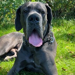 Great Dane Puppies from BkB’s House of Danes