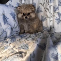 Tulip - Cream sable female Pomeranian puppy in Harrisonville, Missouri from Cindy's Pomeranians
