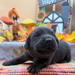 Light pink - Chocolate female Labrador Retriever puppy in Heath Springs, South Carolina from Rich Hill Retrievers