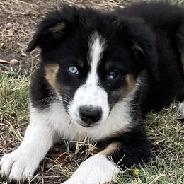 Girl 3 - Black Australian Shepherd puppy in Blum, Texas from 4P Poteet Farms