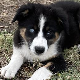 Girl 3 - Black Australian Shepherd puppy in Blum, Texas from 4P Poteet Farms