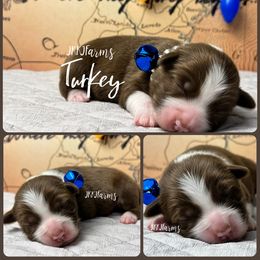 (6) Turkey - Red tri female Miniature Australian Shepherd puppy in Huntington, Texas from JKKJ Farms