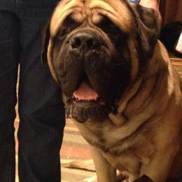 French Bulldogs and Mastiffs from Liberty Mountain